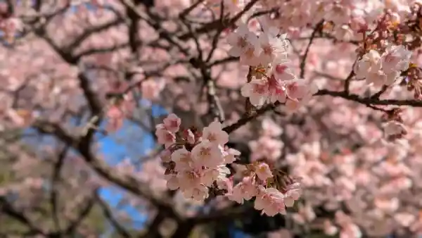 Close up of plum blossoms with the rest of the tree blurry in the background