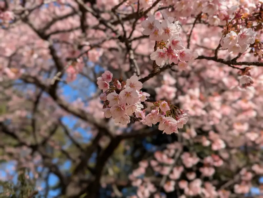 Close up of plum blossoms with the rest of the tree blurry in the background